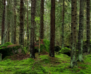 Conifer forest of Hame Highland