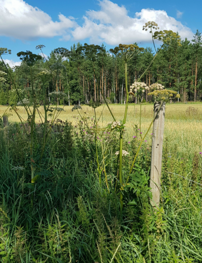 Meadow, oatfield, woodland